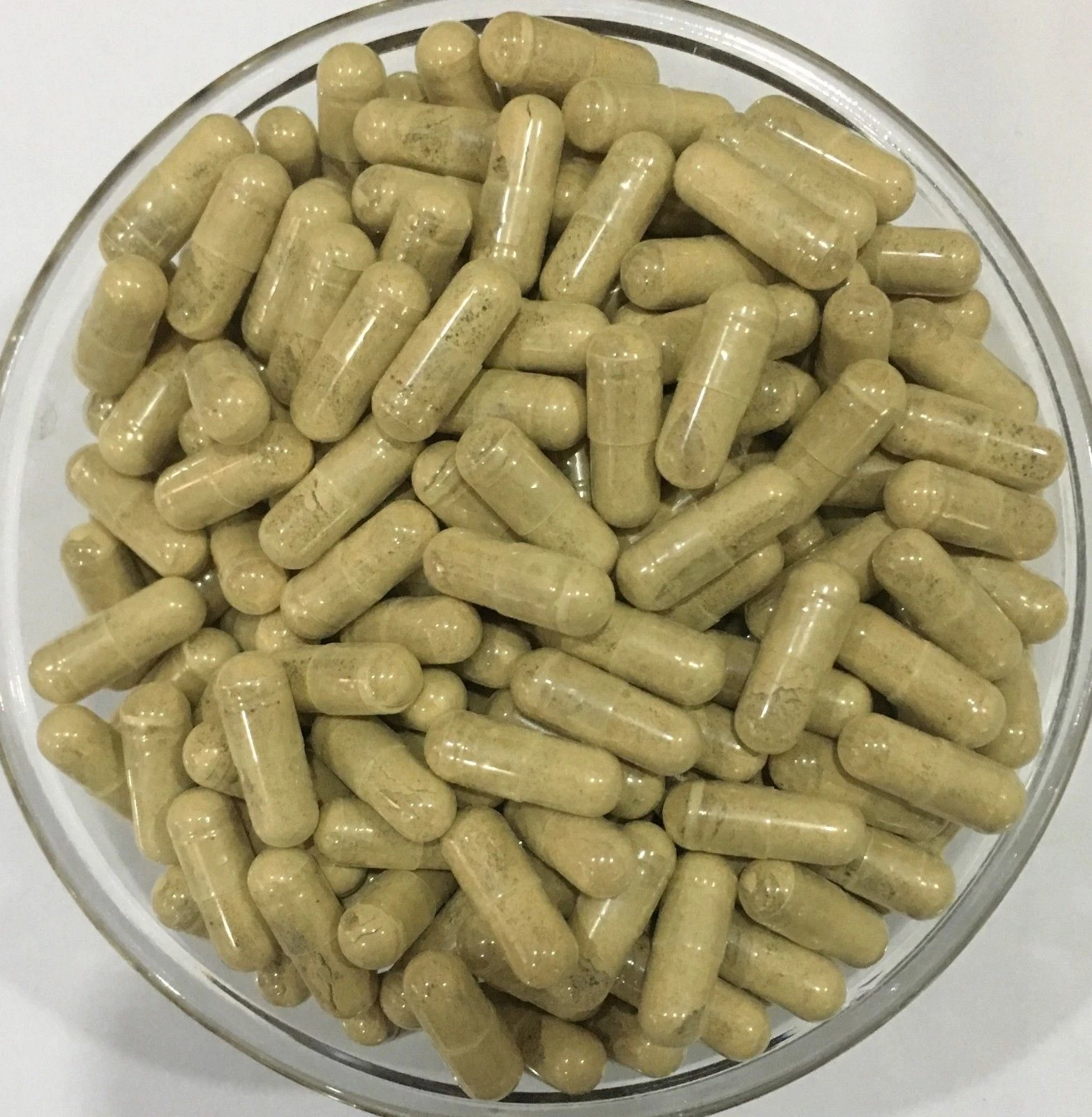 Hoodia Gordonii 20:1 Extract Capsules Suppresses Appetiie Pure & High Quality