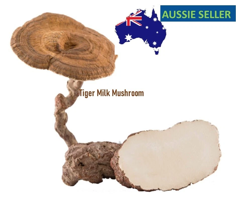 Lignosus Improve Respiratory Tiger Milk Mushroom: 90 Capsules x 500mg